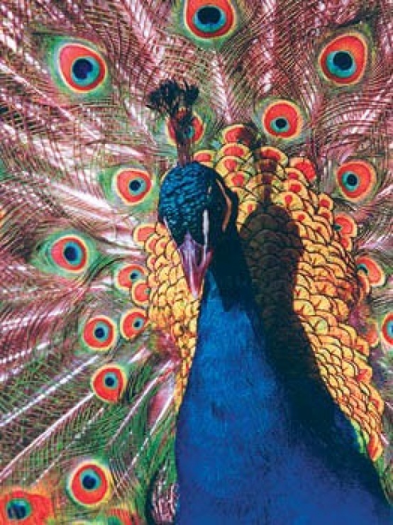 Imagine Mouse pad imagini diverse, Gembird MP-PICTURE/400